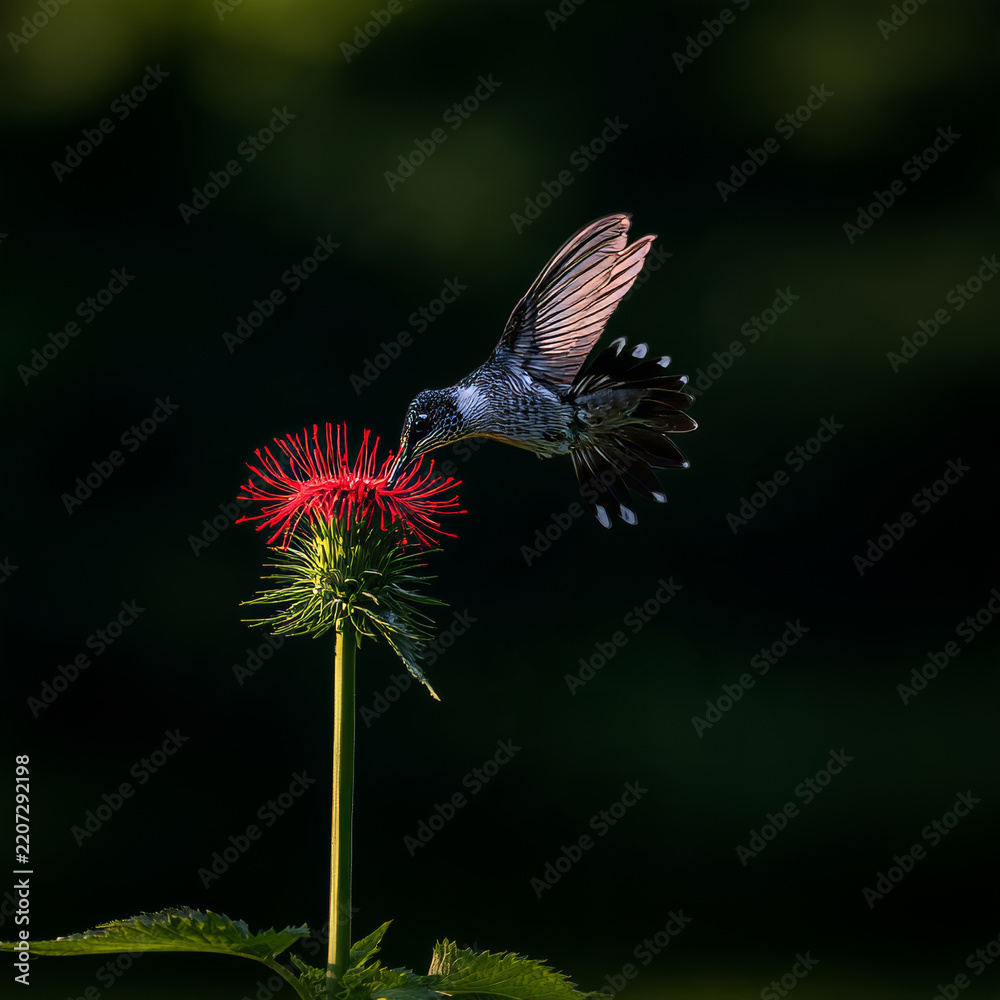 Fototapeta premium Hummingbird Hovering beside a Red Flower