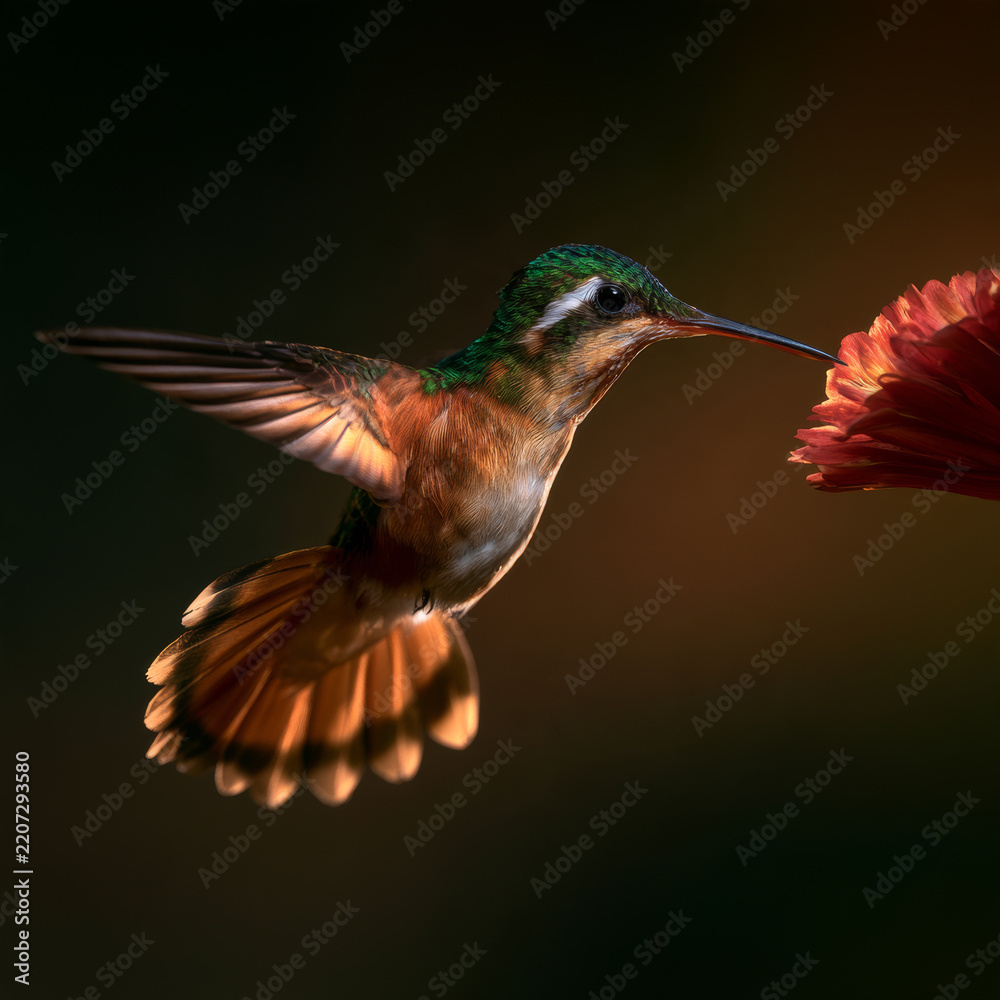 Obraz premium Hummingbird in Flight beside a Red Blossom