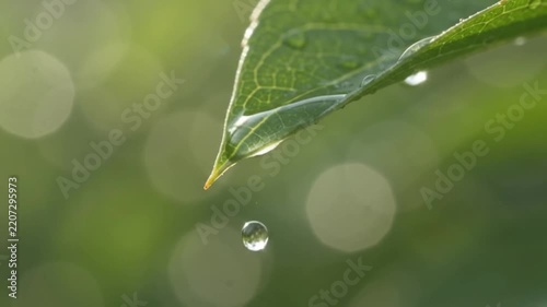Fresh morning dew drop dripping from a green leaf tip in nature