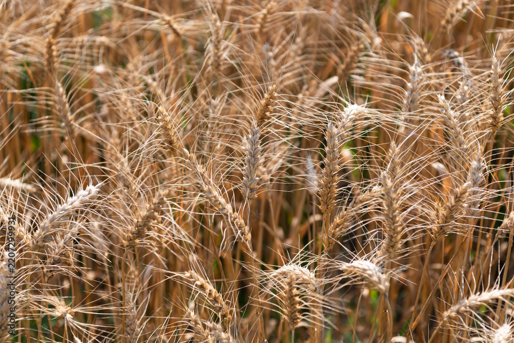 Obraz premium Crop harvest. Harvesting corn in autumn. Agricultural wheat field during harvest time. Countryside crop. Harvesting at crop field. Ripe barley agriculture. Harvest at field