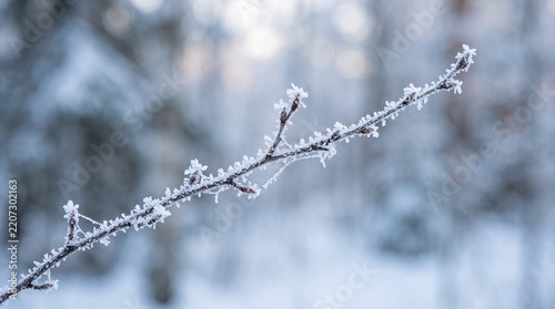 Frost covered branch in winter forest with ice crystals