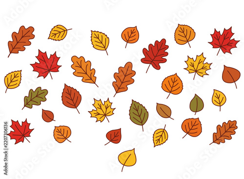 Different types of autumn leaves on a white background, vector