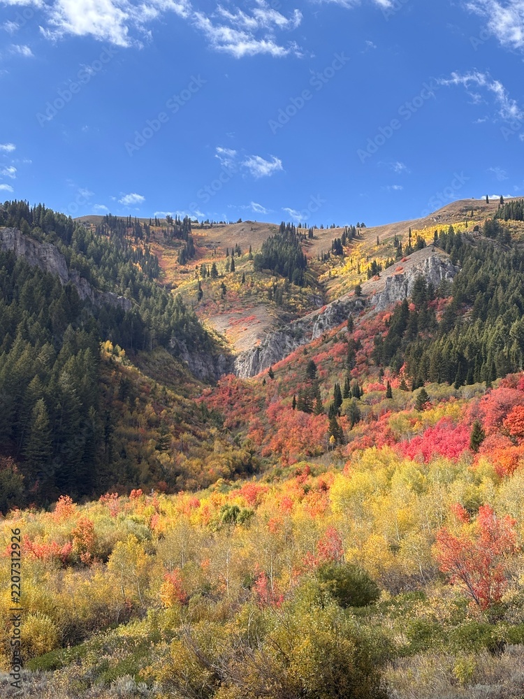 Fototapeta premium wood camp hollow in Logan Canyon in Cache National Forest
