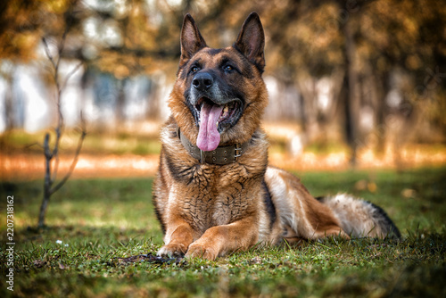 Dog German Shepherd