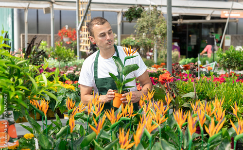 Fotografie Male employee of garden shopping center inspects product, pot with strelizia