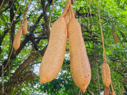 Kigelia africana sausage tree fruit hanging from branches in tropical forest