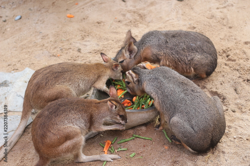 Obraz premium Brown Wallabies Eating Vegetables in Outdoor Sandy Area
