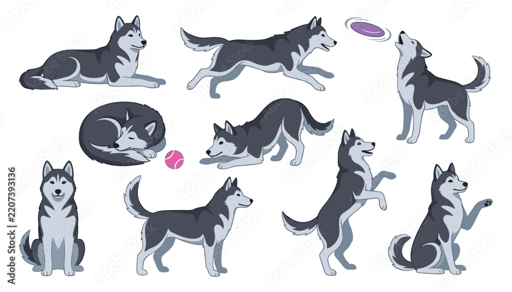 Fototapeta premium Set of cute Siberian husky cartoon character illustrations showing different poses and activities isolated on white background