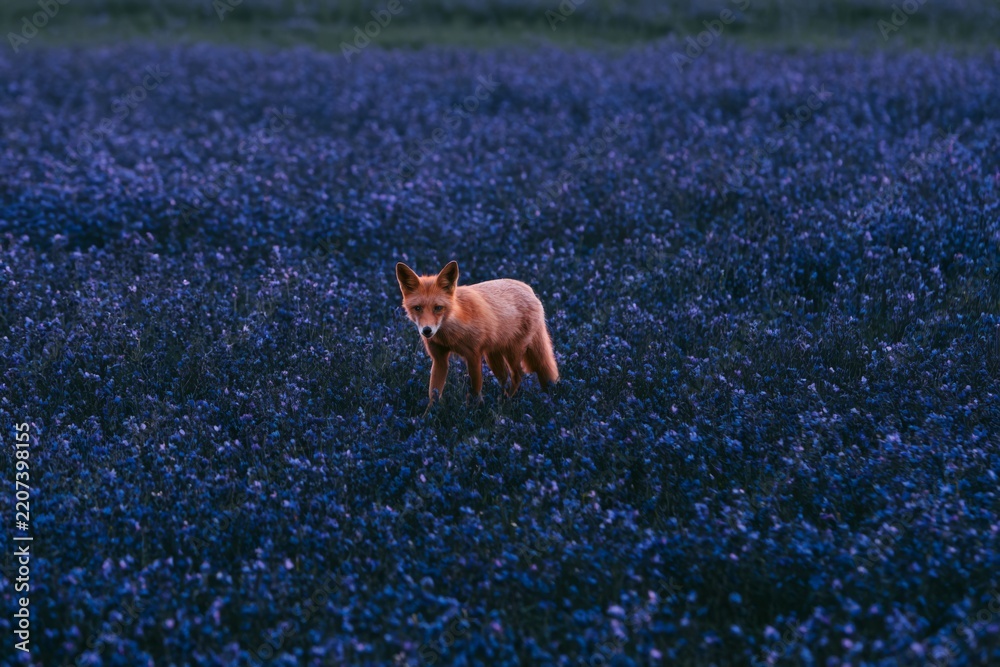 Obraz premium Fox walking through a wildflower meadow