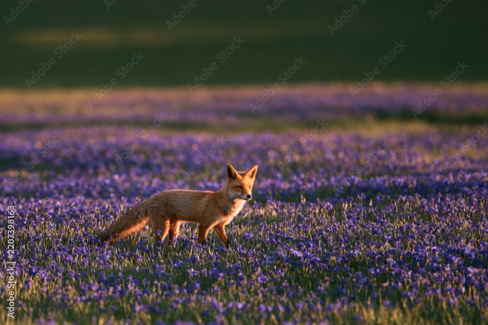 Fototapeta premium Fox walking through a wildflower meadow