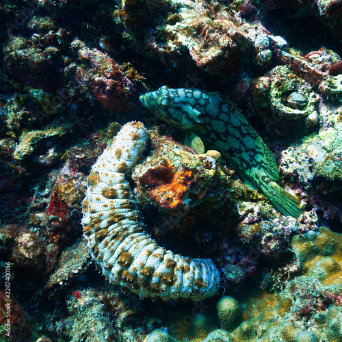 Underwater photo of a sea cucumber at a coral reef.
