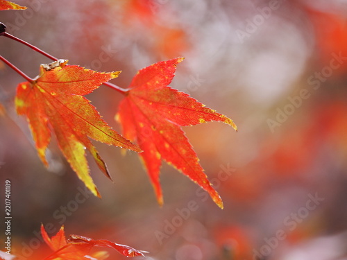 紅葉