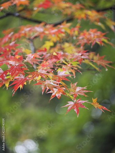 紅葉