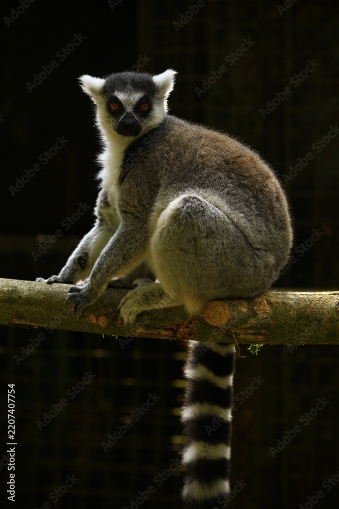 Obraz premium Ring-tailed lemur sitting on a tree branch with distinctive striped tail and bright orange eyes