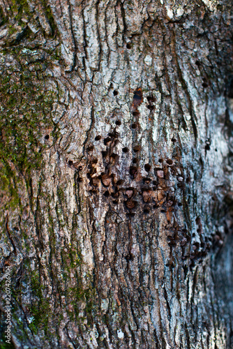 bark of a tree with woodpecker marks
