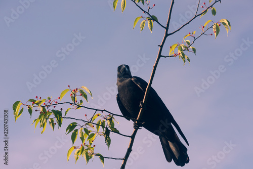 Black crow perched on a leafy tree branch with red berries against clear blue sky