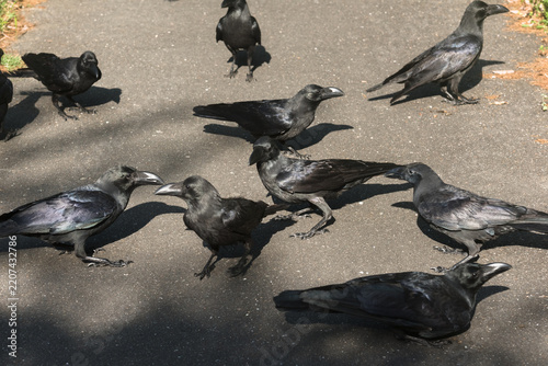 Group of black crows standing on asphalt ground outdoors