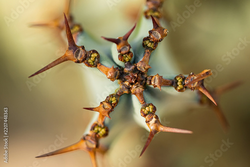 Spiky thorn plant in close-up