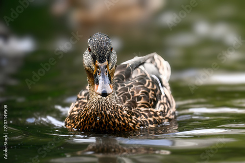 Female mallard duck swimming in calm water