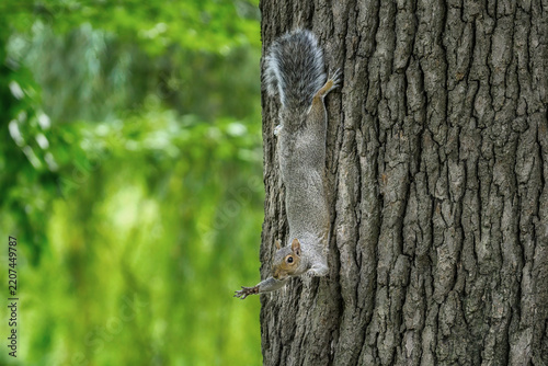 Gray squirrel climbing a tree trunk