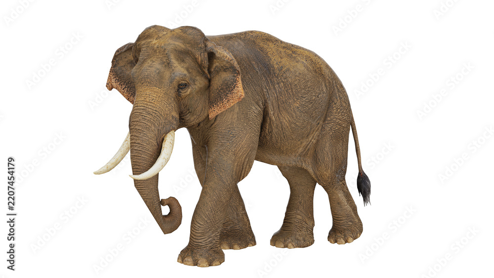 Obraz premium 3D rendered elephant walking in a simple clear scene