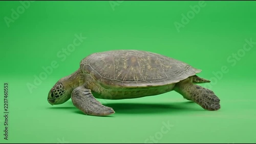 Green Sea Turtle Walking Isolated on Green Screen Background