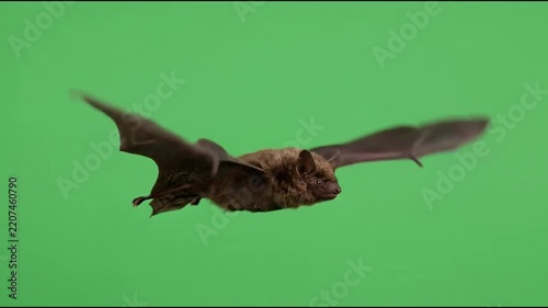 A bat flying with outstretched wings on a green screen background for easy chroma key compositing