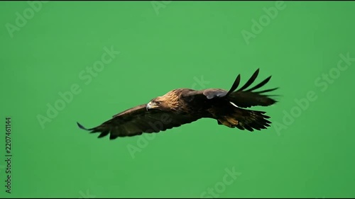 Golden Eagle Flying Isolated on Green Screen Chroma Key Background