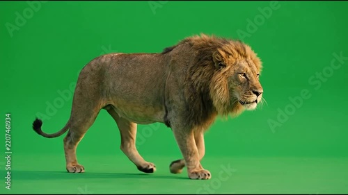 Majestic Lion Roaring and Walking on Green Screen Background