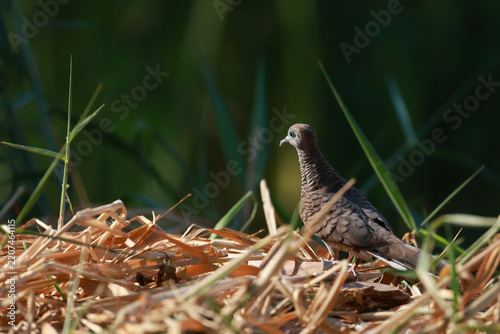 Zebra dove standing among dry grass in warm natural sunlight.