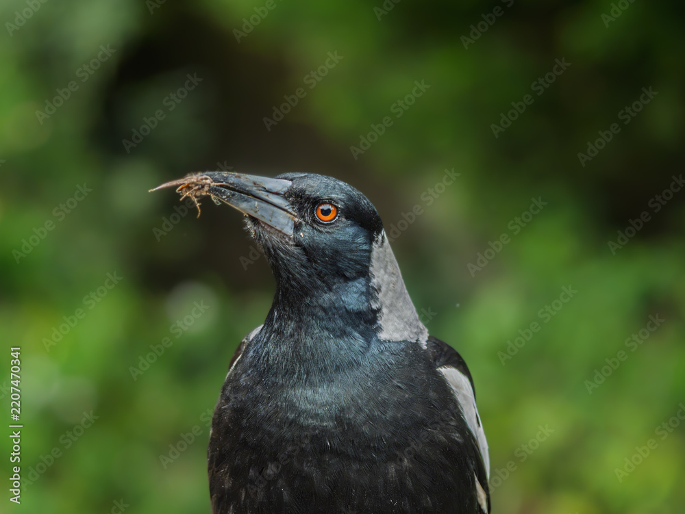 Obraz premium Young Australian Magpie Head Up
