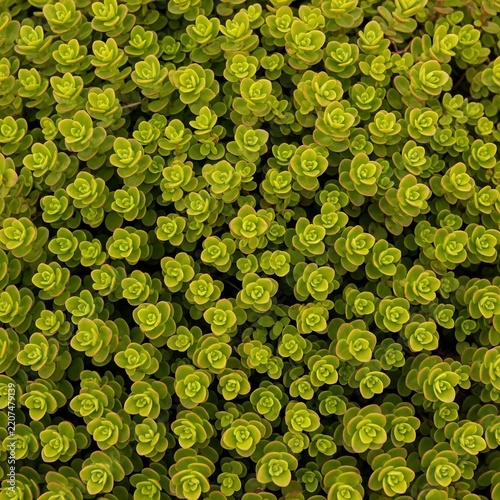 Emerald Tide of Verdant Spirals