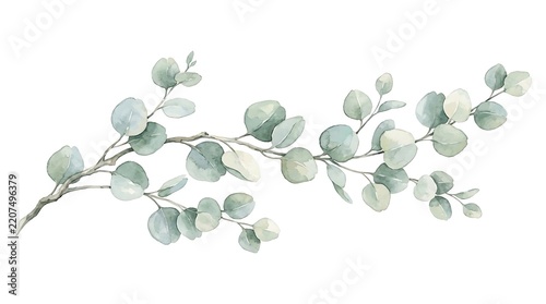Watercolor Eucalyptus Branch Illustration with Round Silver-Green Leaves Isolated on White Background