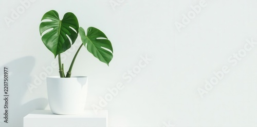 Minimalist monstera in white pot on white pedestal Empty white wall , background, white wall, green