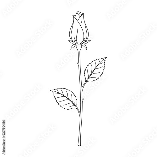 Elegant Rose Bud on Long Stem with Leaves Line Art Vector Illustration
