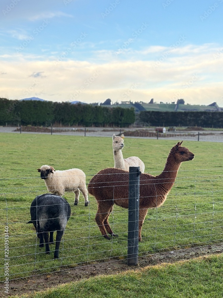 Obraz premium llama in the farm, at Te Anau, South Island, New Zealand