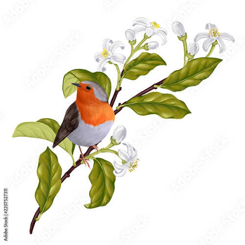 drawing fruit branch, neroli with green leaves and flowers and robin bird isolated at white background, hand drawn illustration