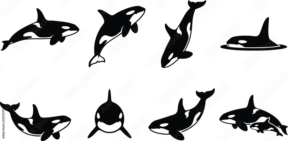 Obraz premium Black orca set silhouettes swimming jumping and diving poses