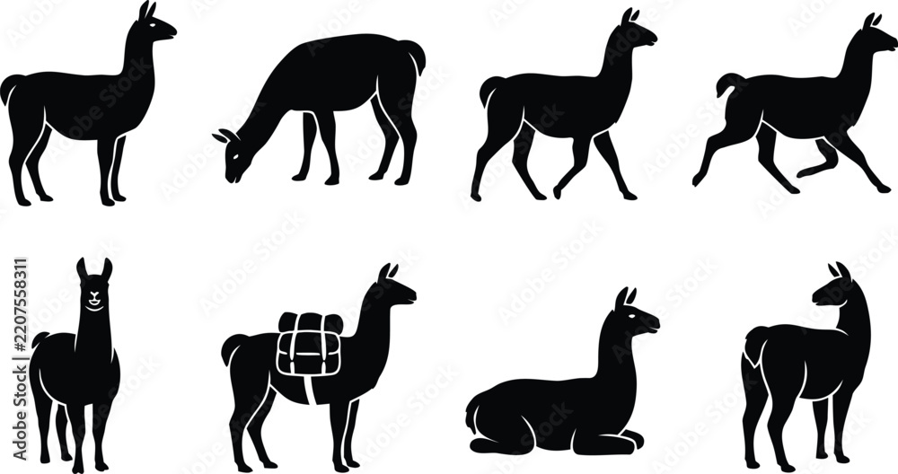 Obraz premium Black llama set silhouettes standing grazing walking and with a pack