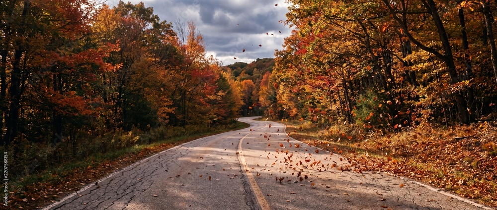 Obraz premium Winding asphalt road through vibrant autumn forest with colorful fallen leaves on transparent background