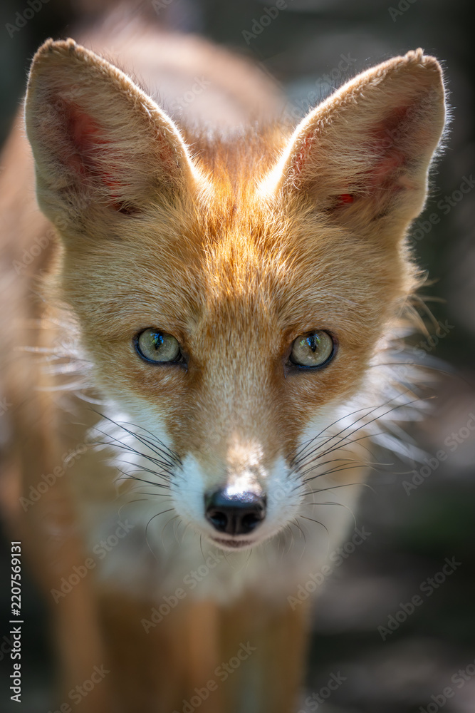 Obraz premium Fox stands still in the forest during daylight