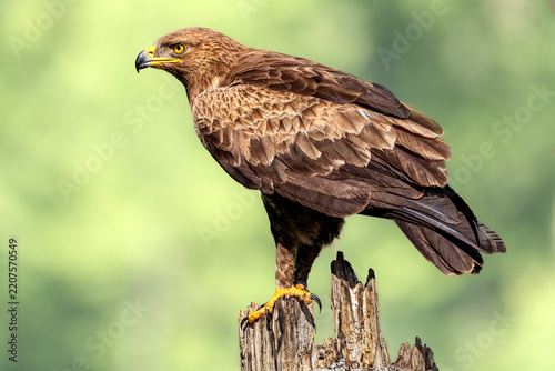 Lesser Spotted Eagle (Clanga pomarina), a large migratory bird of prey, eastern Poland. Selective focus on bird's eye