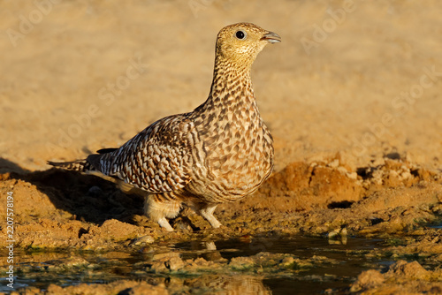 A female Namaqua sandgrouse (Pterocles namaqua) at a waterhole, Kalahari desert, South Africa