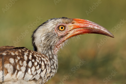 A southern red-billed hornbill (Tockus rufirostris) portrait, Chobe National Park, Botswana