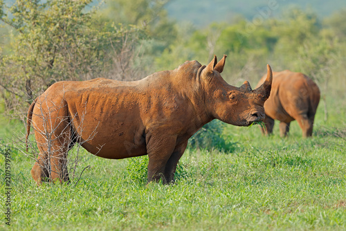 Endangered white rhinoceros (Ceratotherium simum) in lush green natural habitat, South Africa