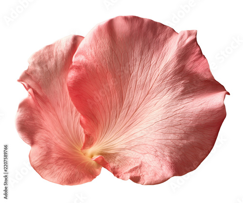Soft pink rose petal isolated on transparent background