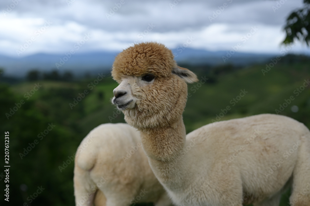 Obraz premium Alpaca animal wool fluffy brown white outdoor nature livestock mammal countryside farm animal enjoying peaceful moment in green landscape under cloudy sky