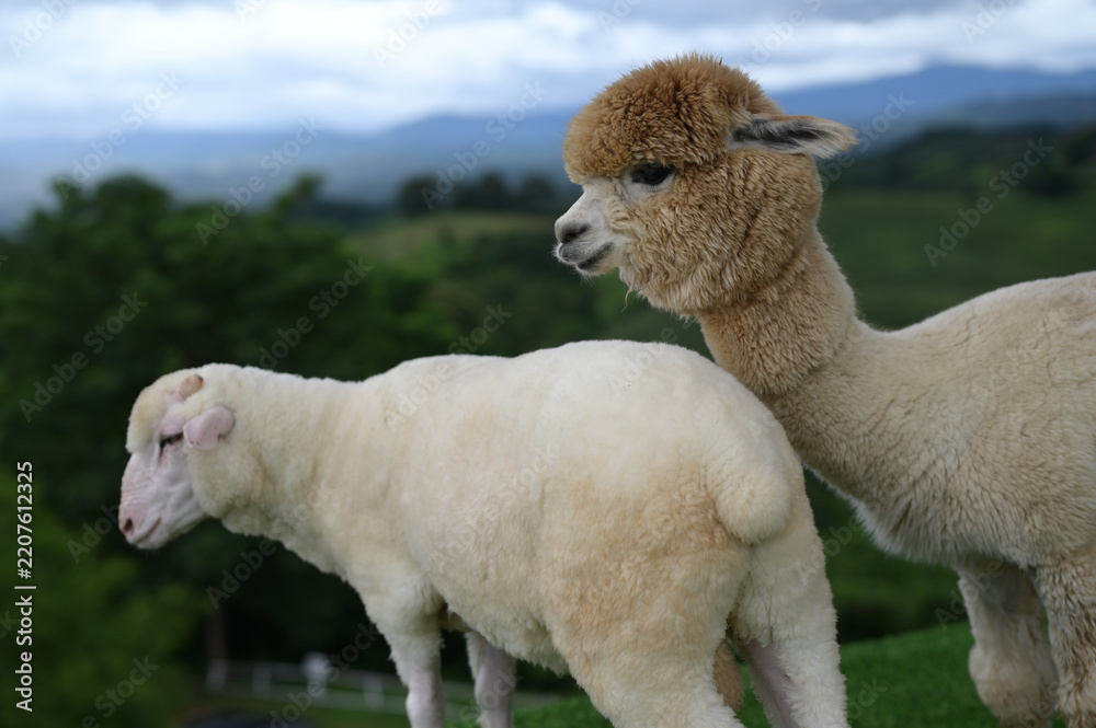 Fototapeta premium Alpaca sheep animal wool farm livestock countryside nature mammal fluffy outdoor grasslandAlpaca sheep animal wool farm livestock countryside nature mammal fluffy outdoor and grassland peaceful