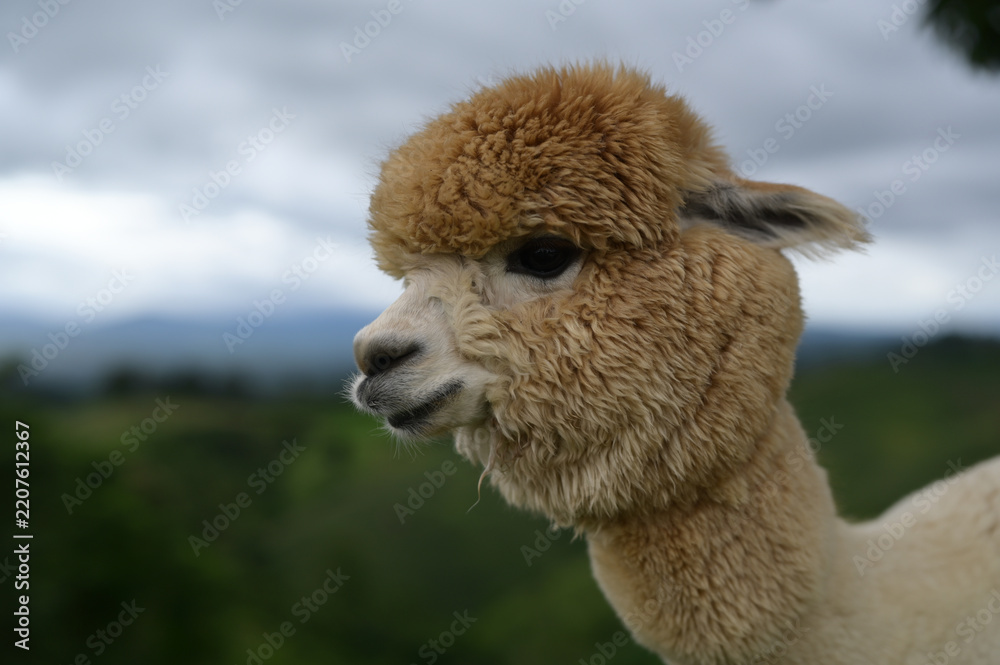 Obraz premium Alpaca animal mammal fluffy brown white fur outdoor nature livestock South America portrait