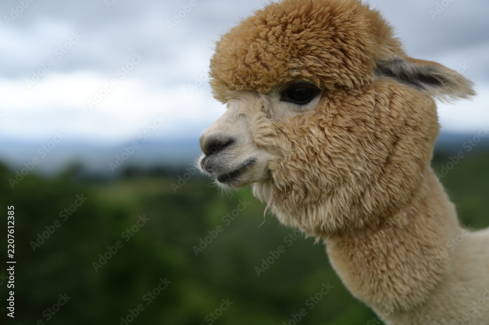 Obraz premium Fluffy alpaca brown fur animal closeup outdoor nature mammal livestock South America peaceful countryside cloudy sky